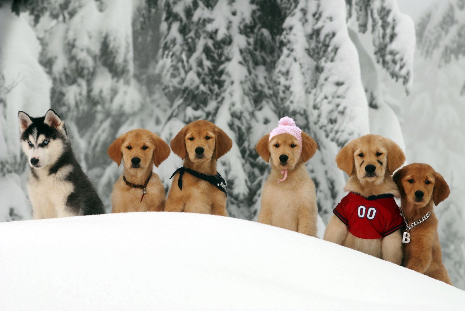 თოვლის მეგობრები / Snow Buddies ქართულად