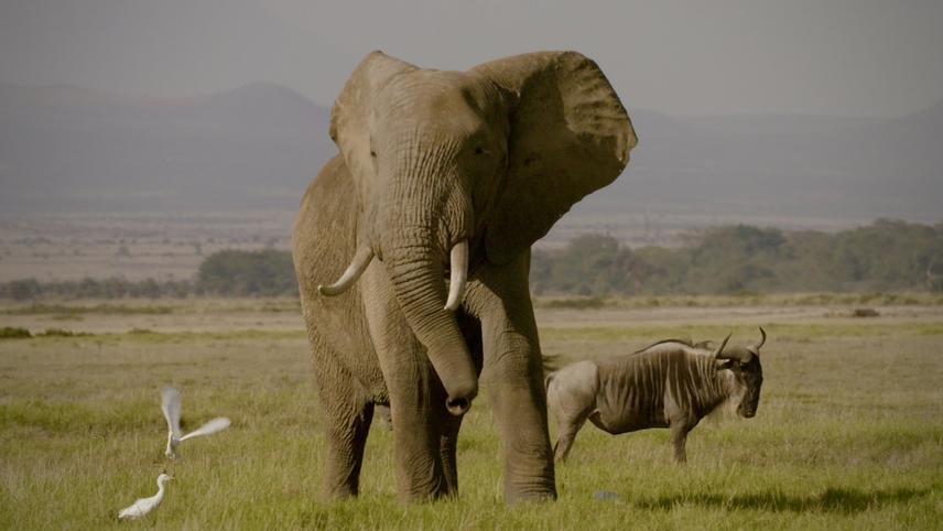 ნადირობა სპილოს ძვალზე / The Ivory Game ქართულად