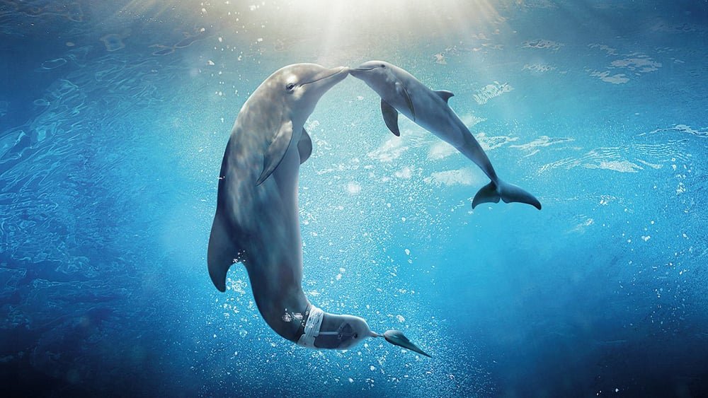 დელფინის ამბავი 2 / Dolphin Tale 2 (Delfinis Ambavi 2 Qartulad) ქართულად