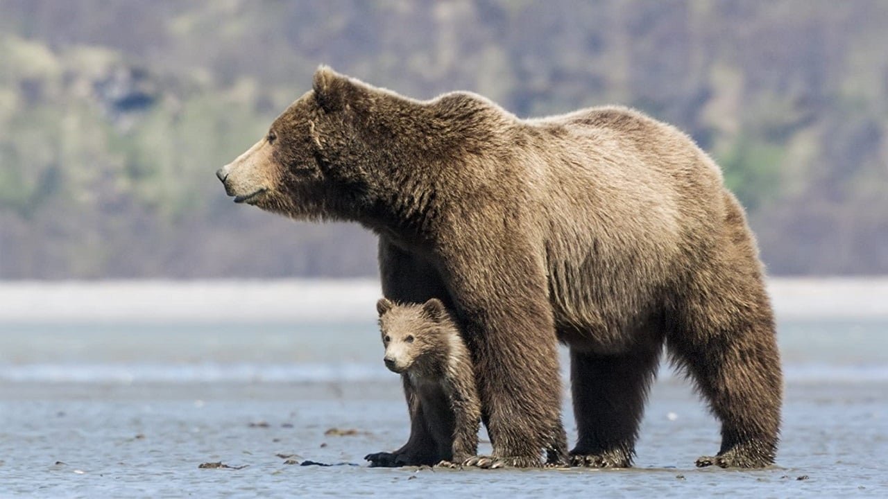 დათვები / Bears ქართულად
