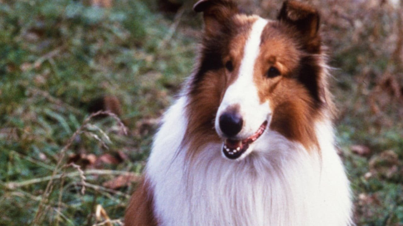 ლესი / Lassie ქართულად