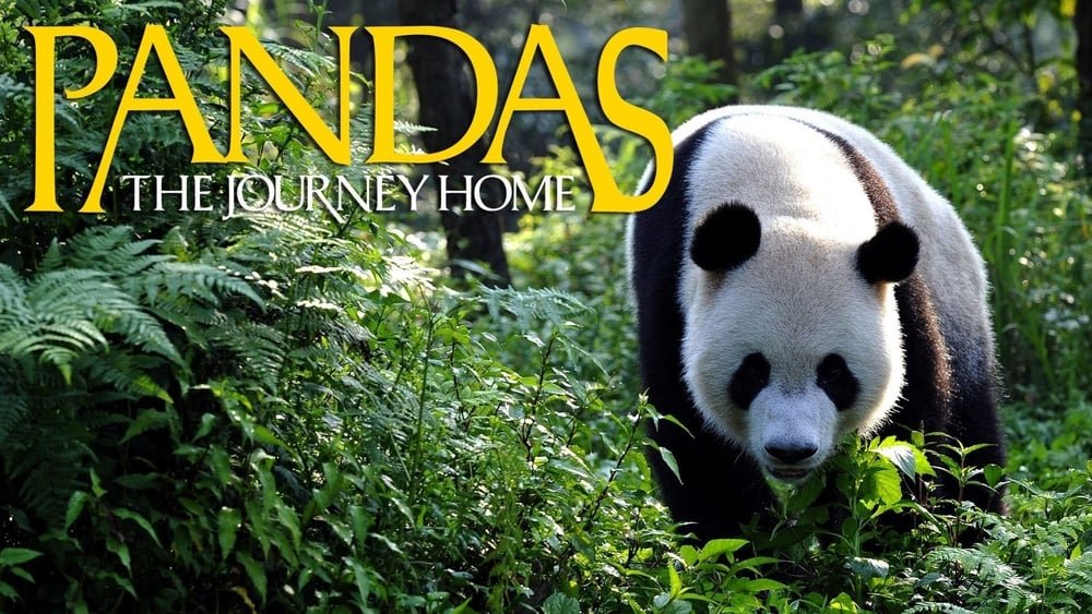 პანდები: შინ დაბრუნება / Pandas: The Journey Home ქართულად