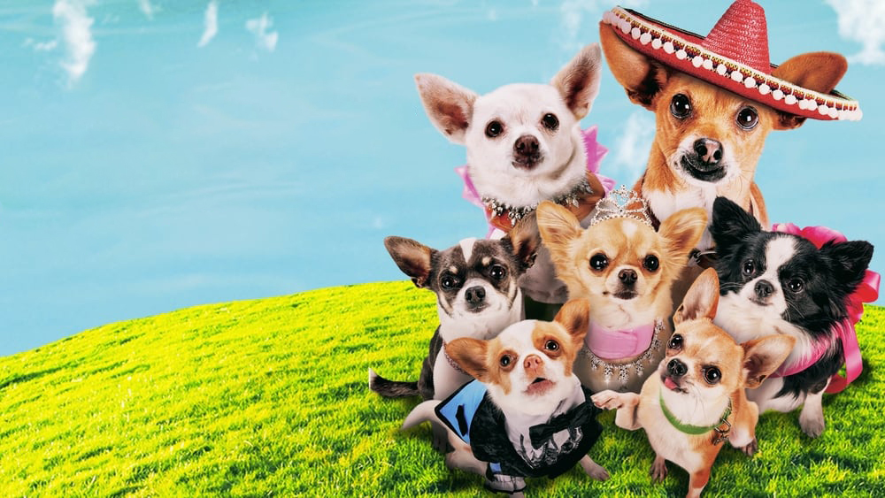 ჩიხუახუა ბევერლი ჰილზიდან 3 / Beverly Hills Chihuahua 3: Viva La Fiesta! (Chixuaxua Beverli Hilzidan 3 Qartulad) ქართულად